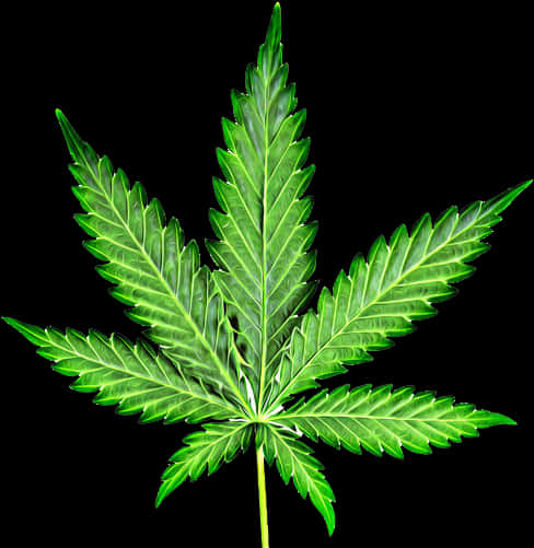 大麻葉隔離背景 壁紙