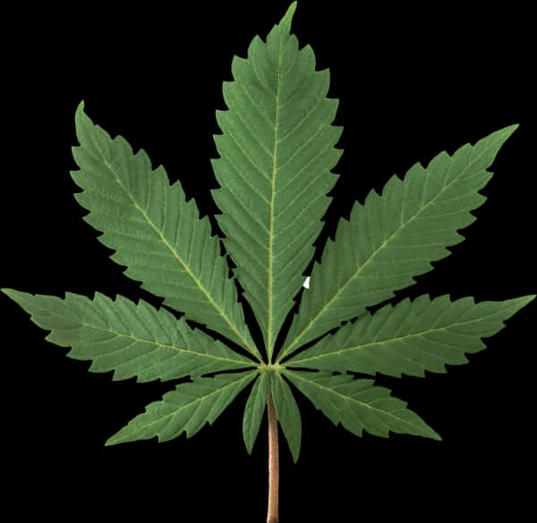 大麻葉隔離黑色背景 壁紙