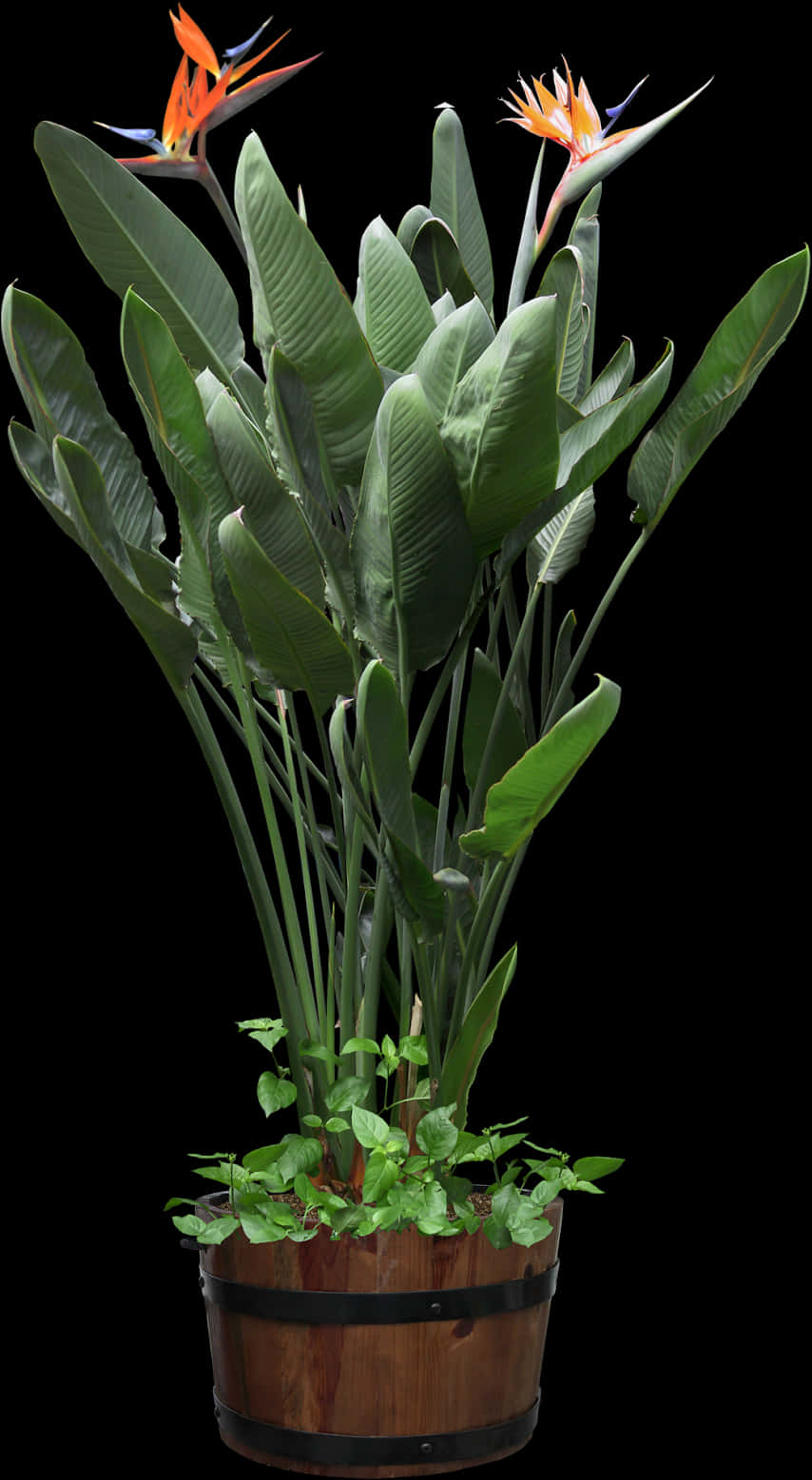 天堂鳥植物木製花盆 壁紙