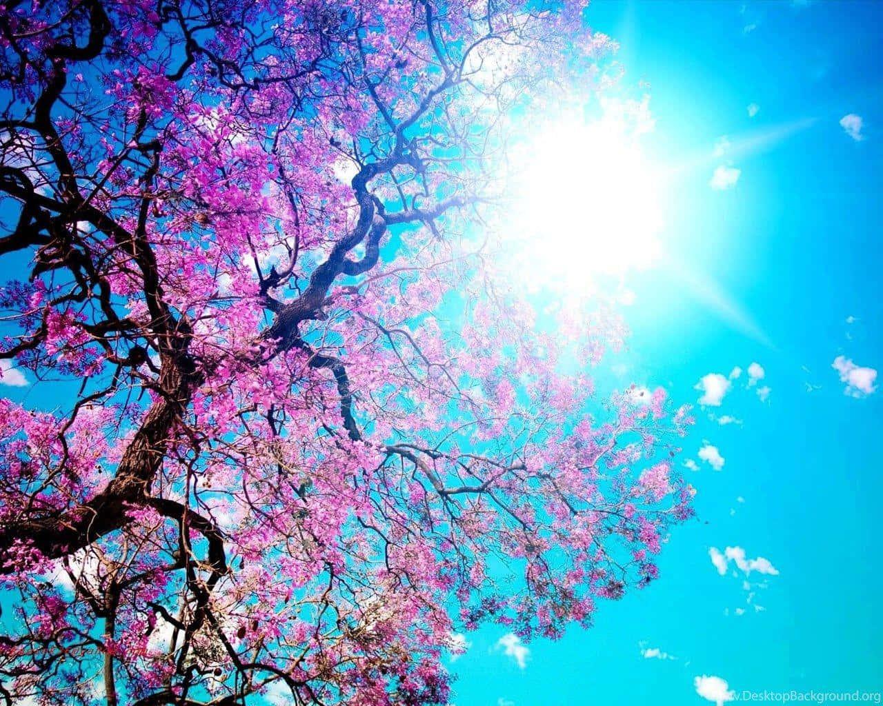天空中的一棵開著粉紅花朵的樹 壁紙