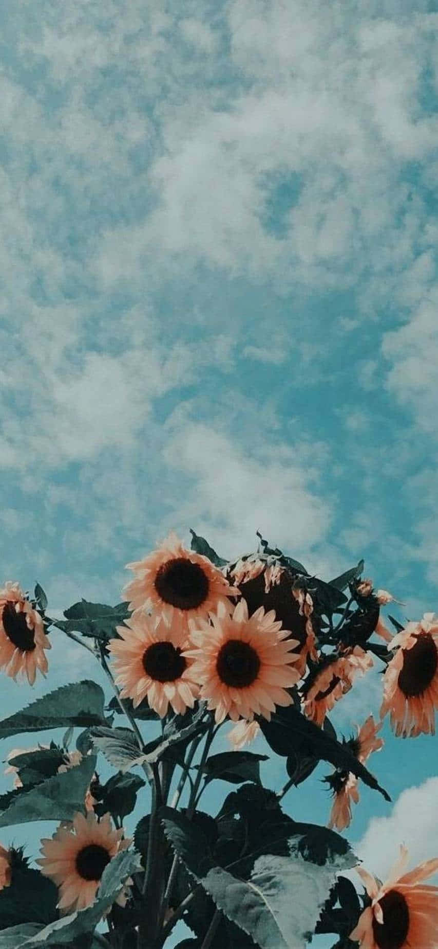 天空中的向日葵與雲朵 壁紙