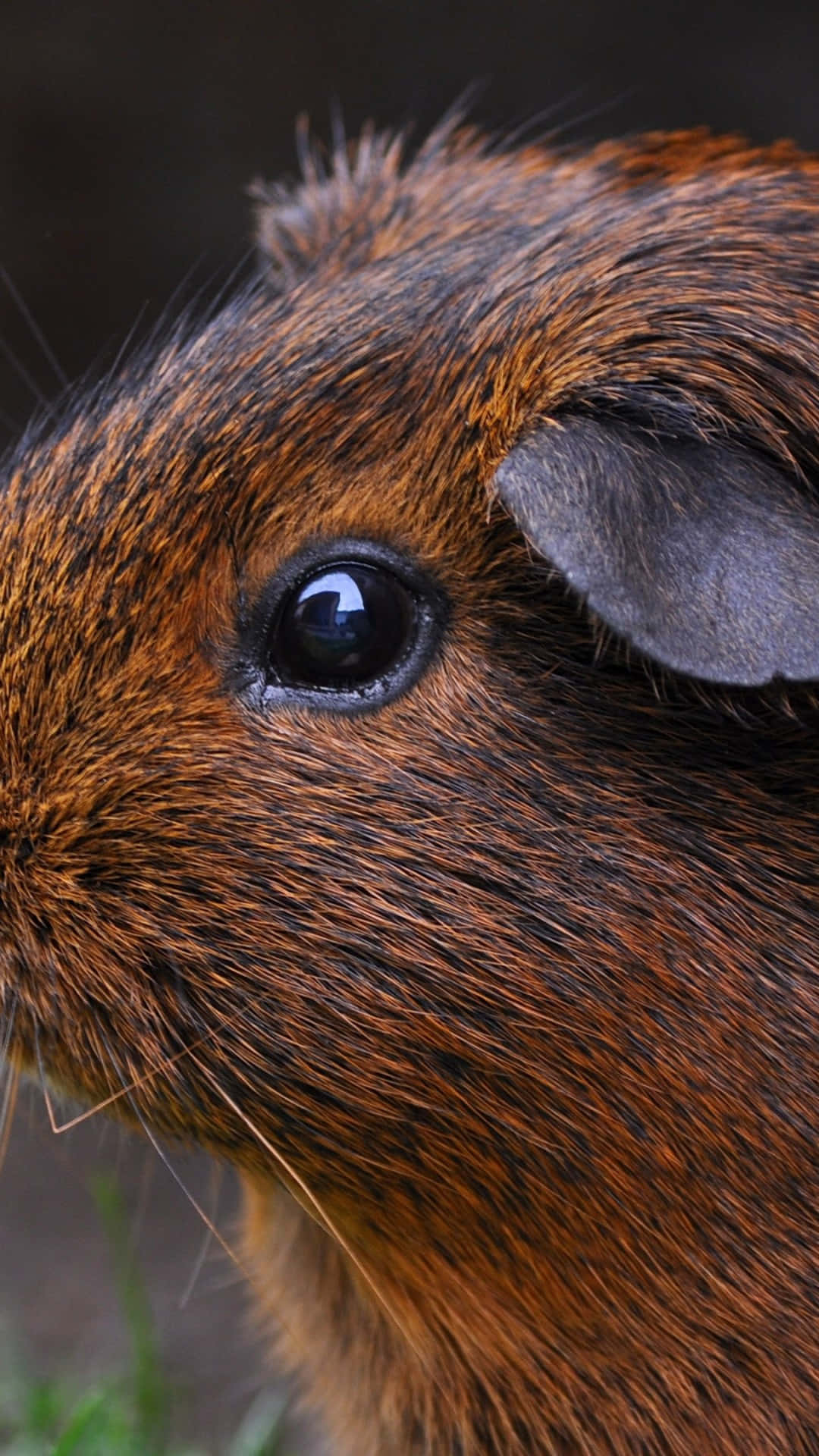 guinea pig 桌布 壁紙 — 天竺鼠臉部特寫，擁有濃密的棕色毛髮和一隻閃亮的黑色眼睛，背景是模糊的自然景色。