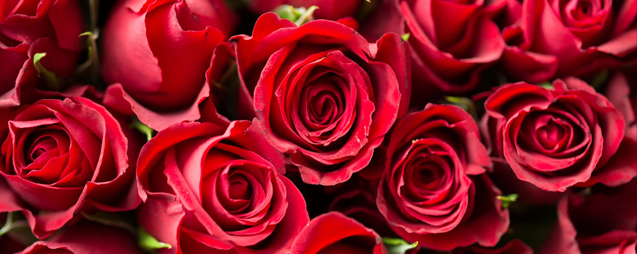 Roses 桌布 壁紙 — 天鵝絨般深紅玫瑰的茂密特寫，帶有複雜的分層花瓣和微妙的綠色莖。