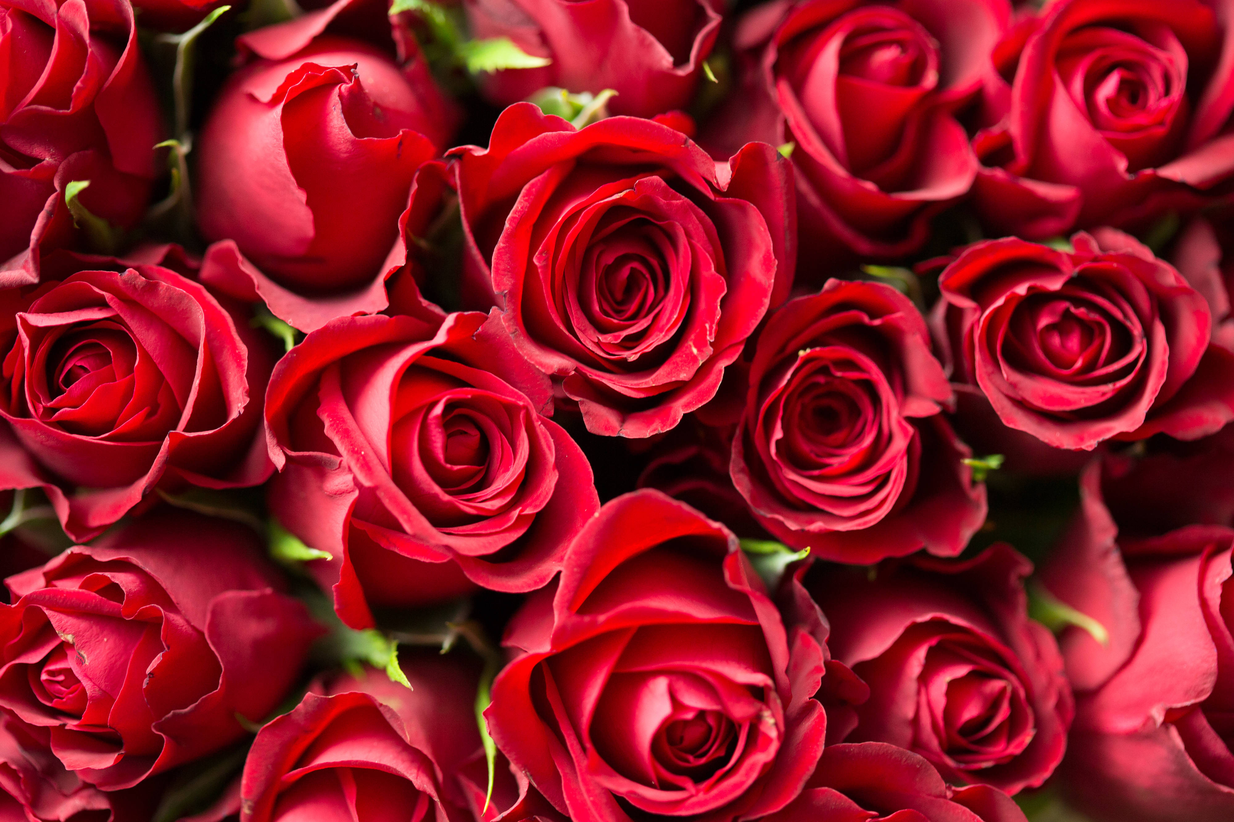 rose aesthetic phone 桌布 壁紙 — 天鵝絨般深紅玫瑰的茂盛特寫，帶有複雜的螺旋花瓣和隱約可見的綠色莖幹。