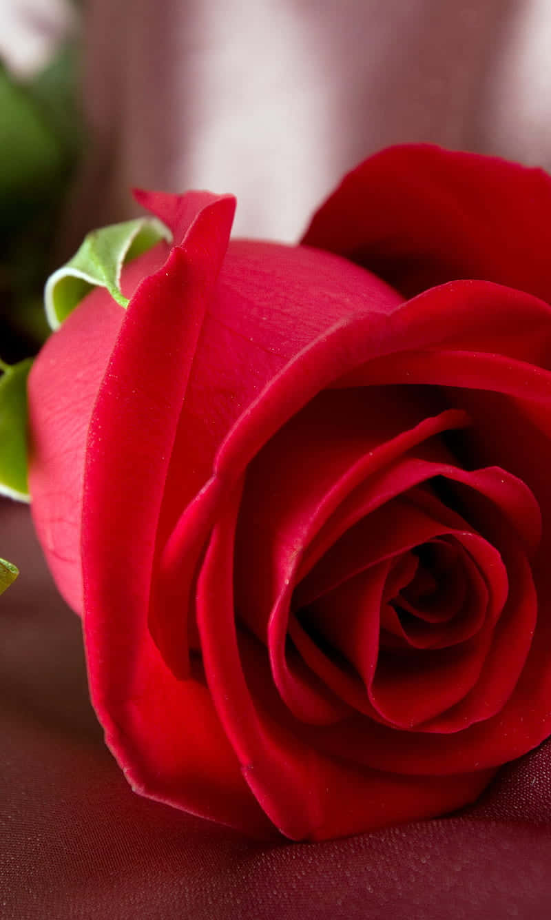 Cute Rose 桌布 壁紙 — 天鵝絨般的紅玫瑰特寫，花瓣精緻，背景柔和模糊。