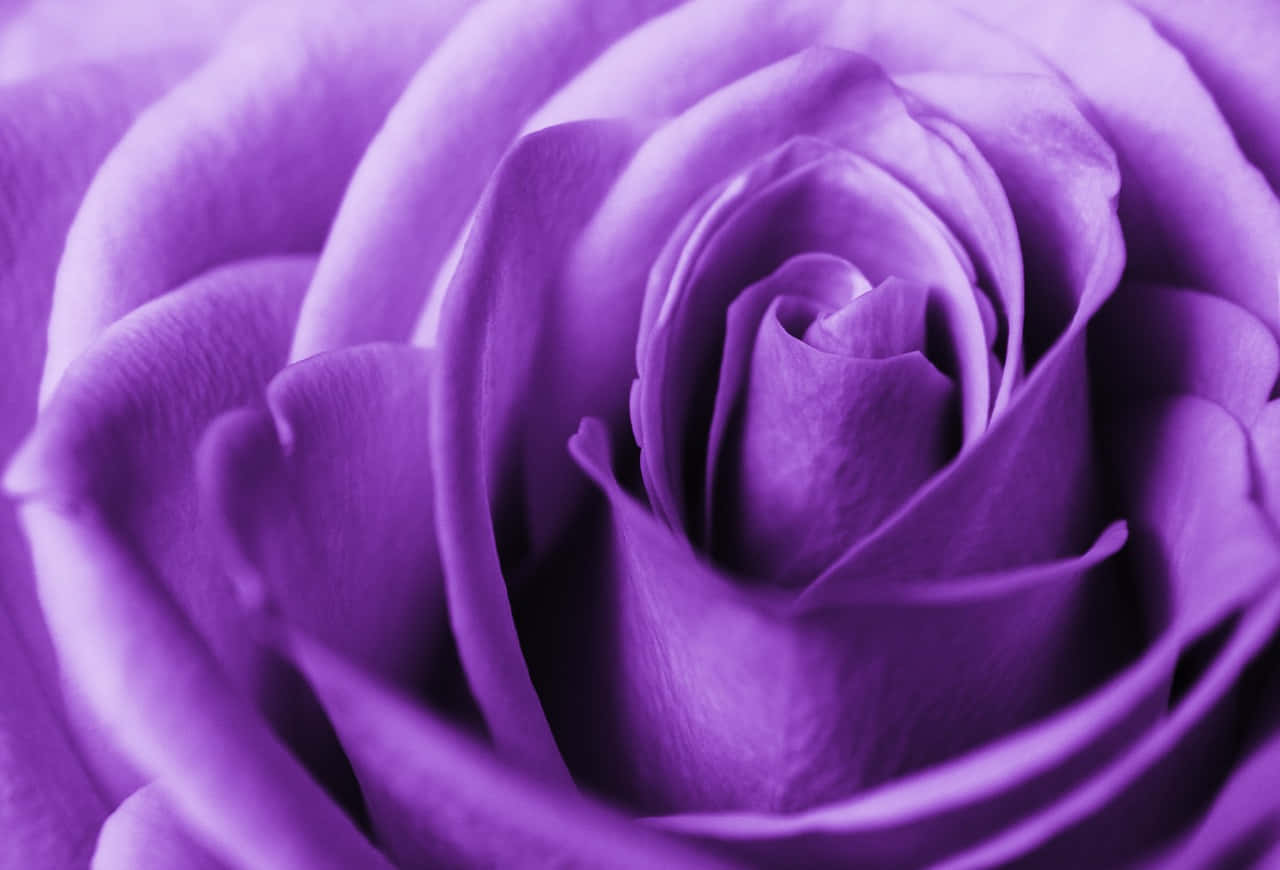 Rose Flower 桌布 壁紙 — 天鵝絨般的紫色玫瑰特寫，具有複雜的分層花瓣和柔和的陰影。