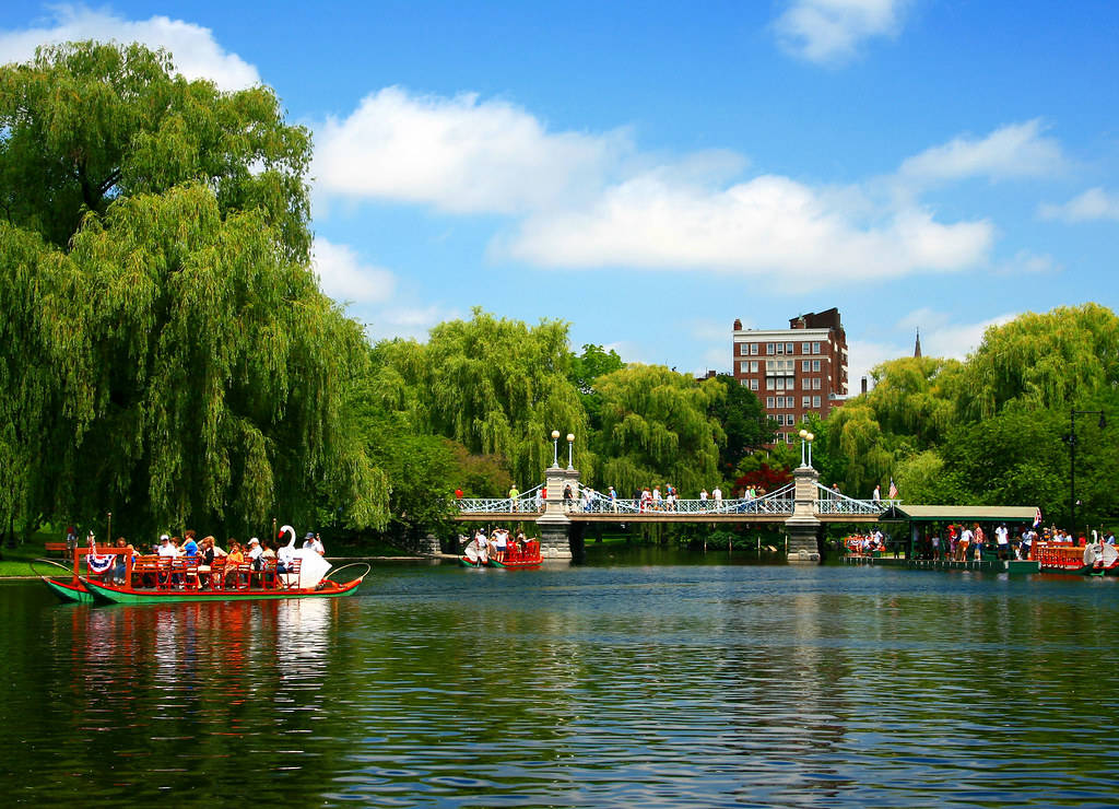 Boston 桌布 壁紙 — 天鵝船在寧靜的湖面上滑行，頭頂是明亮的藍天，點綴著蓬鬆的白雲，四周綠樹成蔭。