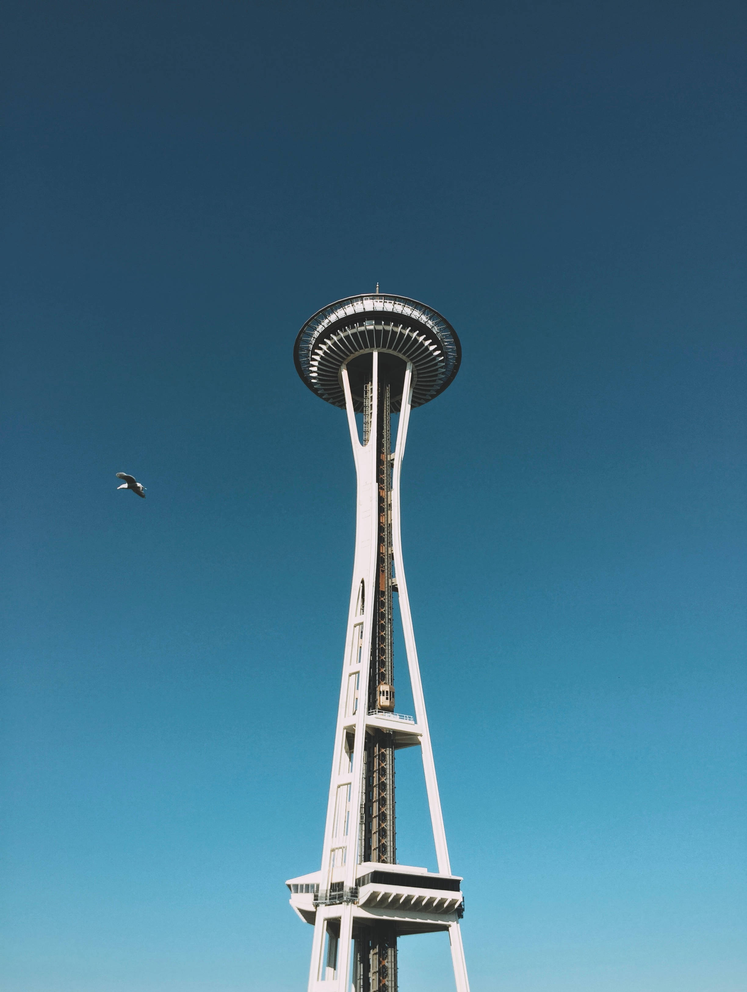 Washington 桌布 壁紙 — 太空針塔在清澈的藍天下高聳，附近有一隻鳥在飛翔。