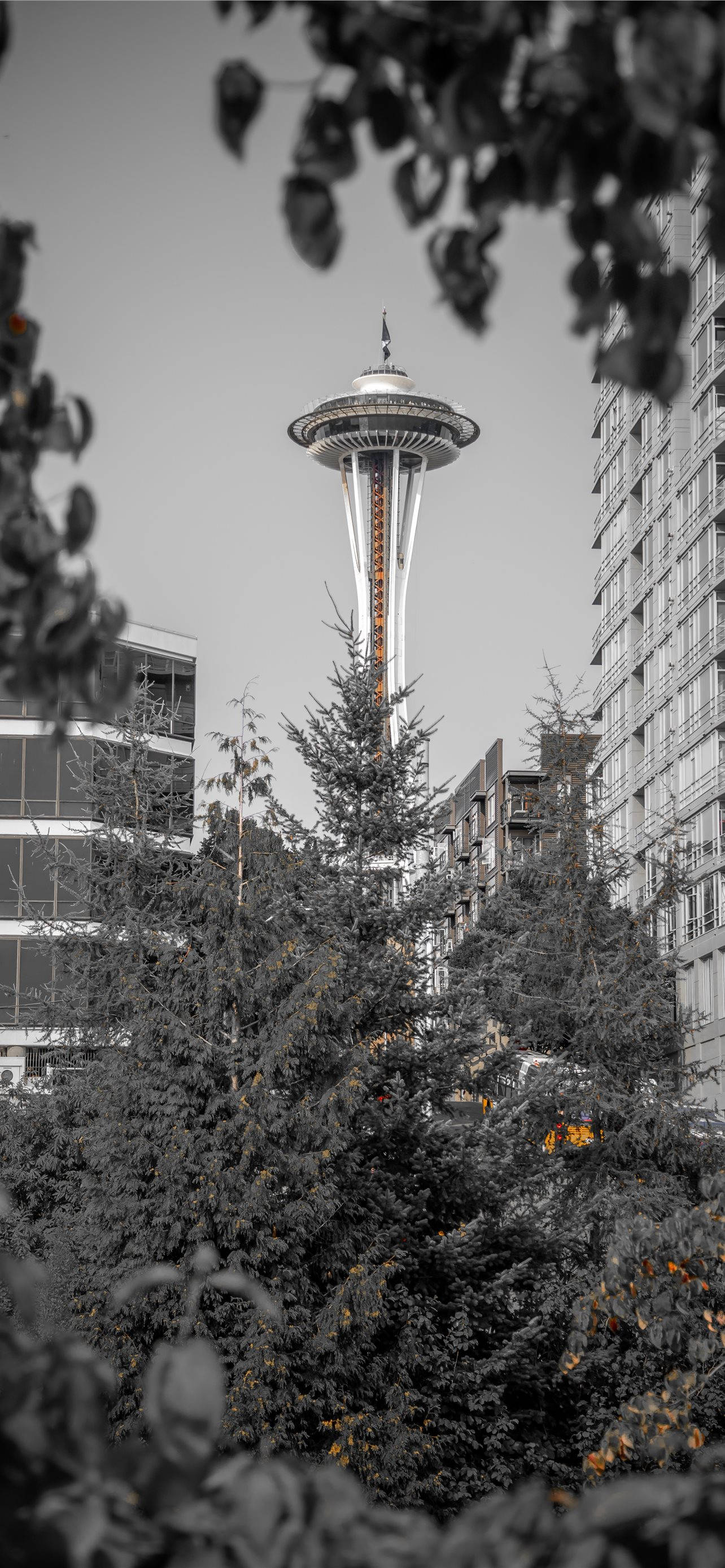 Washington 桌布 壁紙 — 太空針塔穿過單色城市森林升起，鮮豔的橙色樹葉隱約可見。