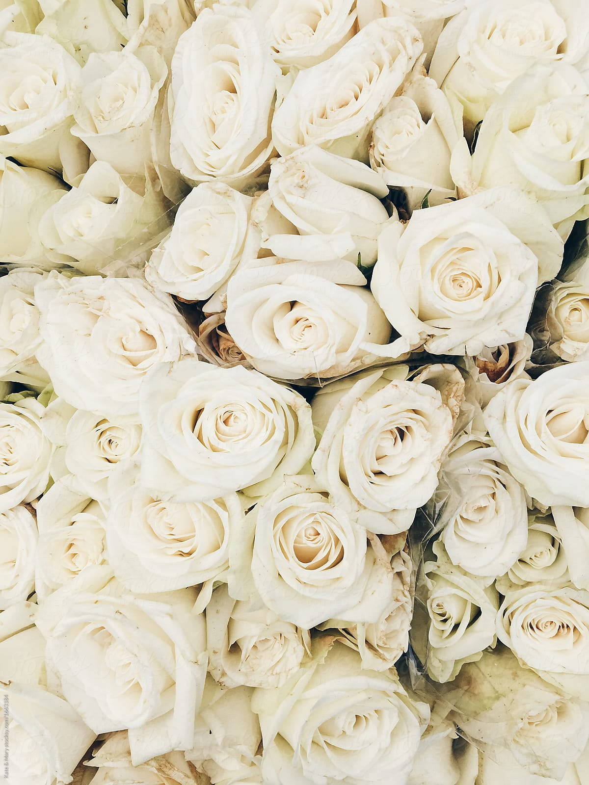 Roses 桌布 壁紙 — 奶油白色玫瑰的密集特寫，柔軟的花瓣和微妙的陰影營造出奢華的花卉質感。