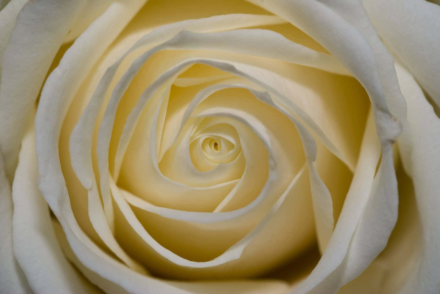 White Rose 桌布 壁紙 — 奶油白色玫瑰的特寫，展現出精緻的螺旋花瓣，帶有柔和的陰影和溫和的漸變。