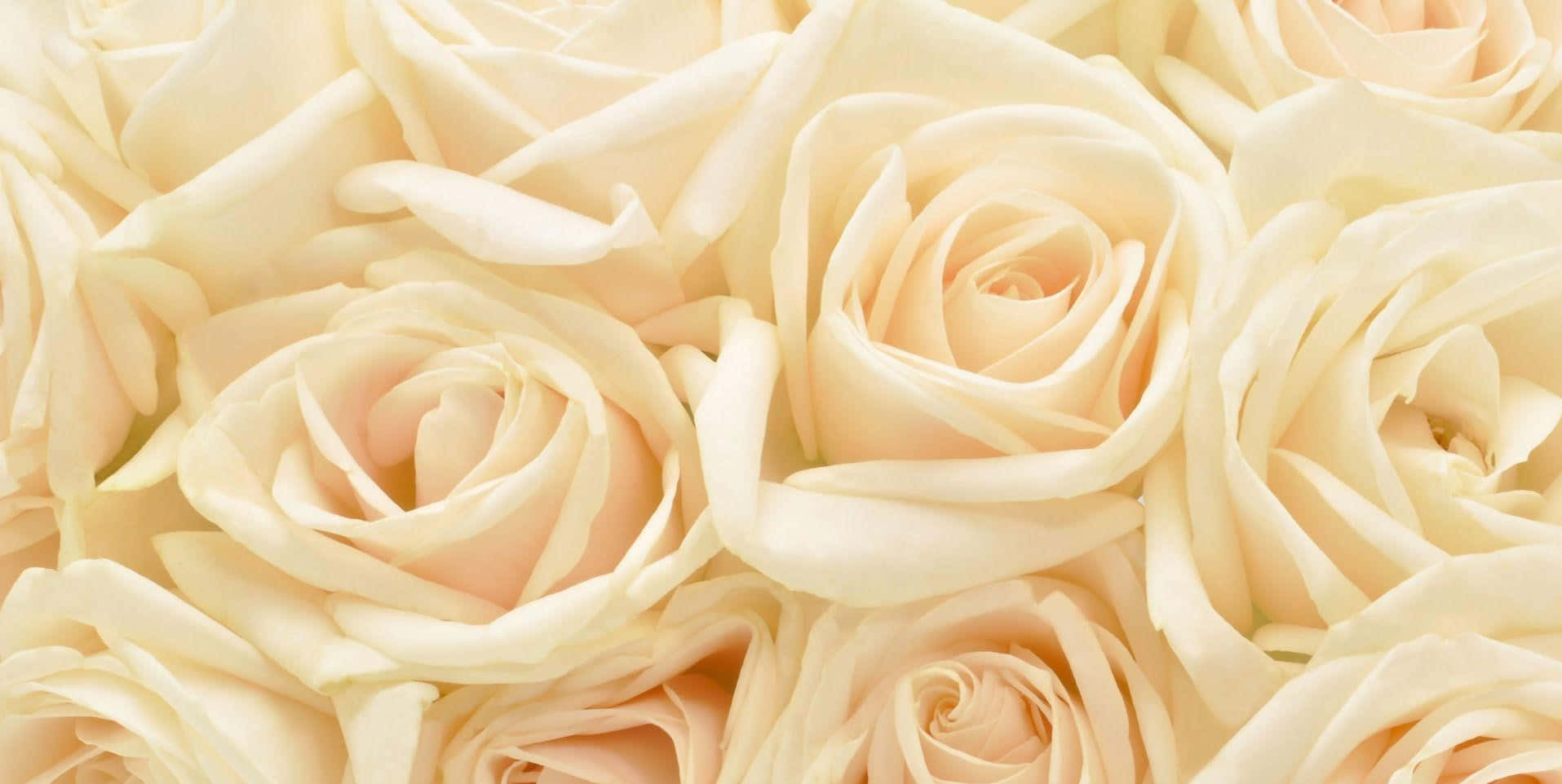 White Rose 桌布 壁紙 — 奶油白色玫瑰的特寫，帶有柔和蜜桃底色和細膩層疊花瓣。