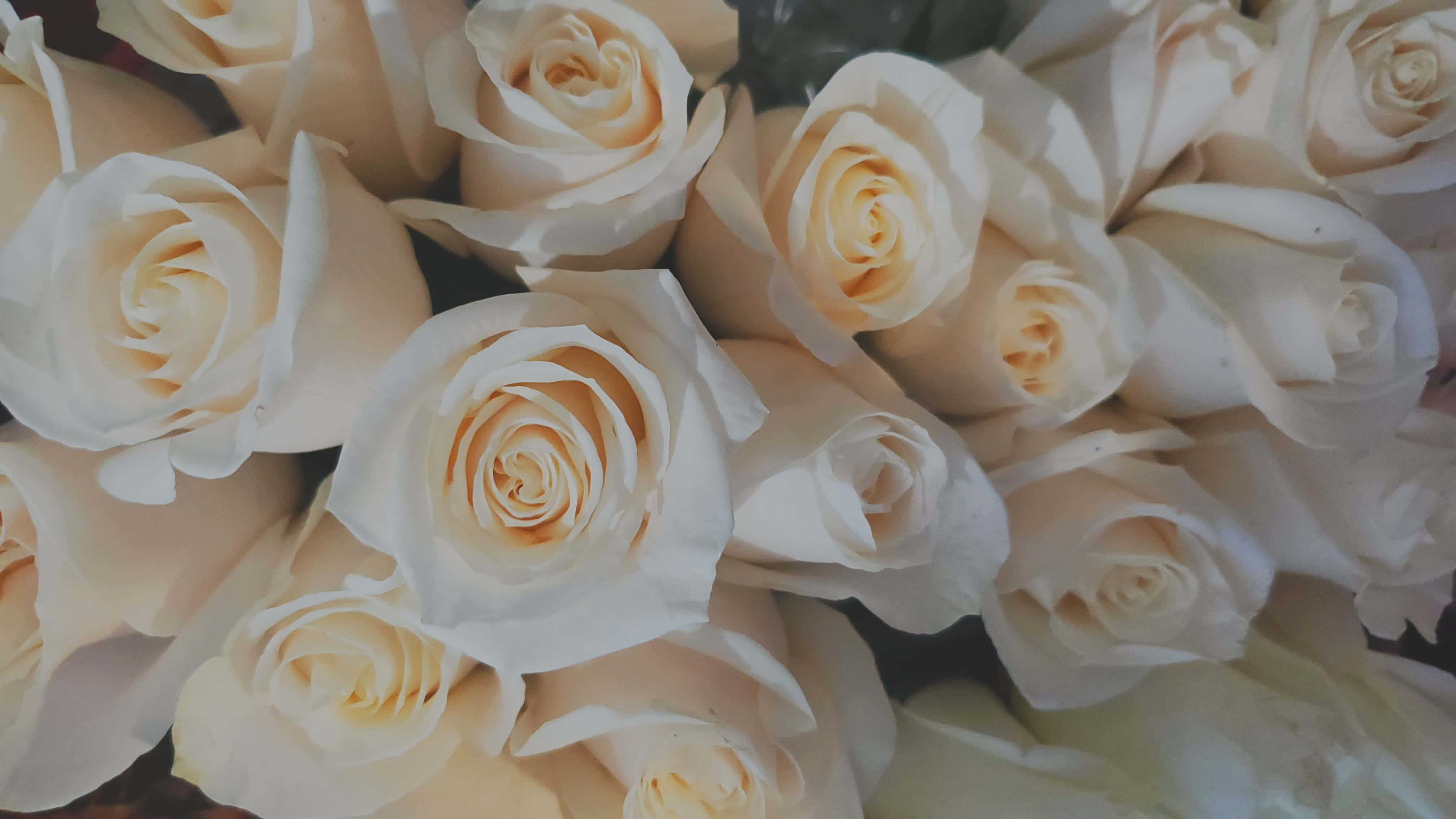 White Rose 桌布 壁紙 — 奶油白色玫瑰的特寫，帶有柔軟的金色花心，緊密地依偎在茂盛的花束中。