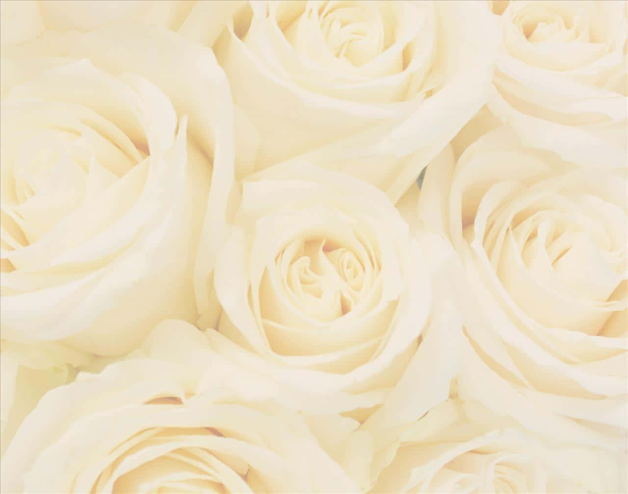 Ivory 桌布 壁紙 — 奶油白色玫瑰的特寫，柔軟的花瓣和柔和的光線營造出寧靜的花卉構圖。