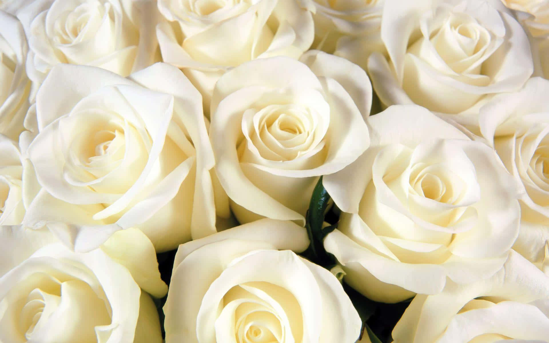 White Rose 桌布 壁紙 — 奶油白色玫瑰的特寫，花瓣柔軟，花心帶有微妙的黃色，排列成密集而優雅的花簇。