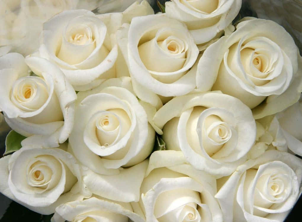 White Rose 桌布 壁紙 — 奶油白色玫瑰的特寫，花瓣細膩，陰影柔和，營造出寧靜的花藝佈置。