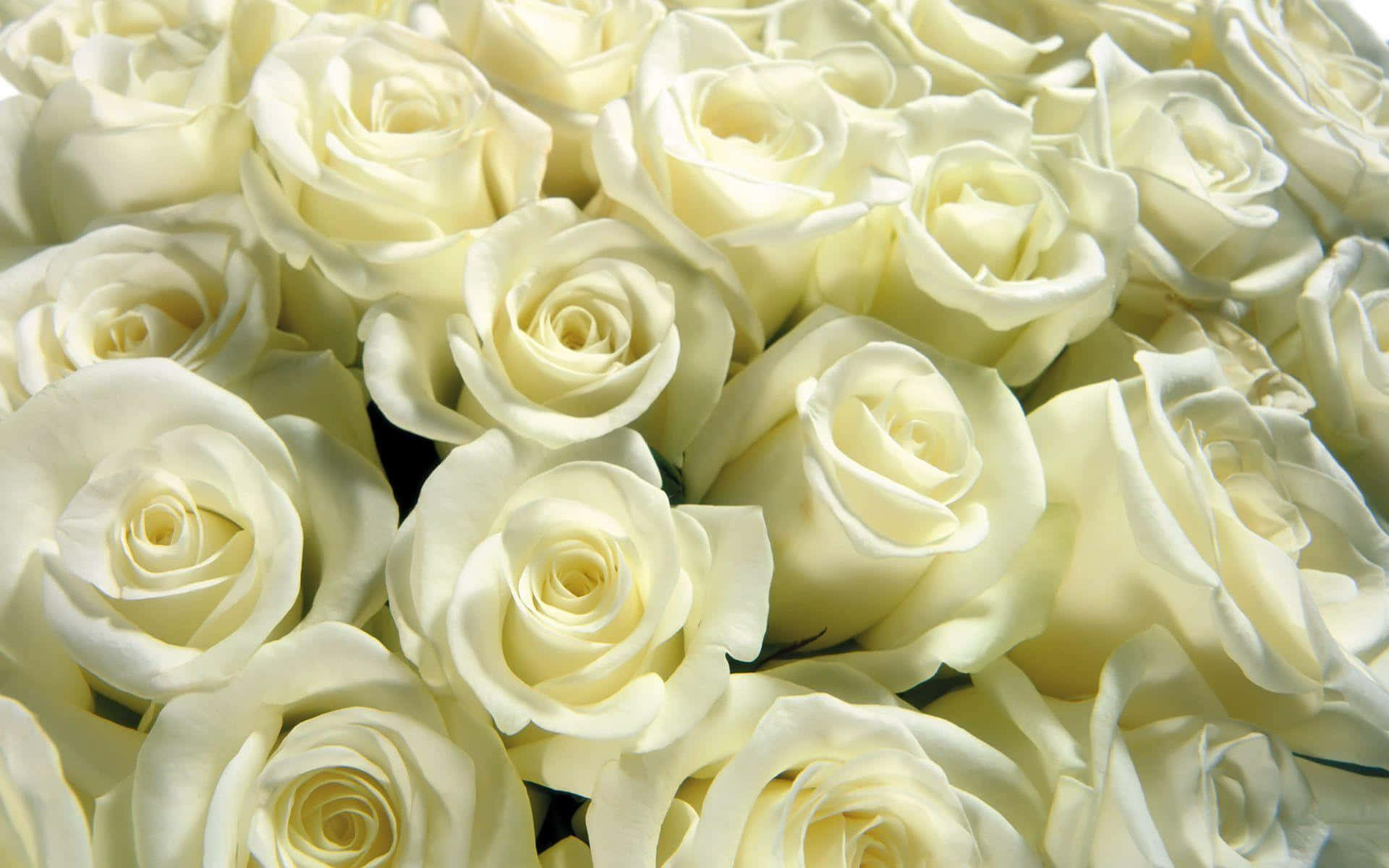 White Rose 桌布 壁紙 — 奶油白色玫瑰的茂密特寫，柔軟的花瓣和溫和的陰影營造出寧靜的花藝佈置。