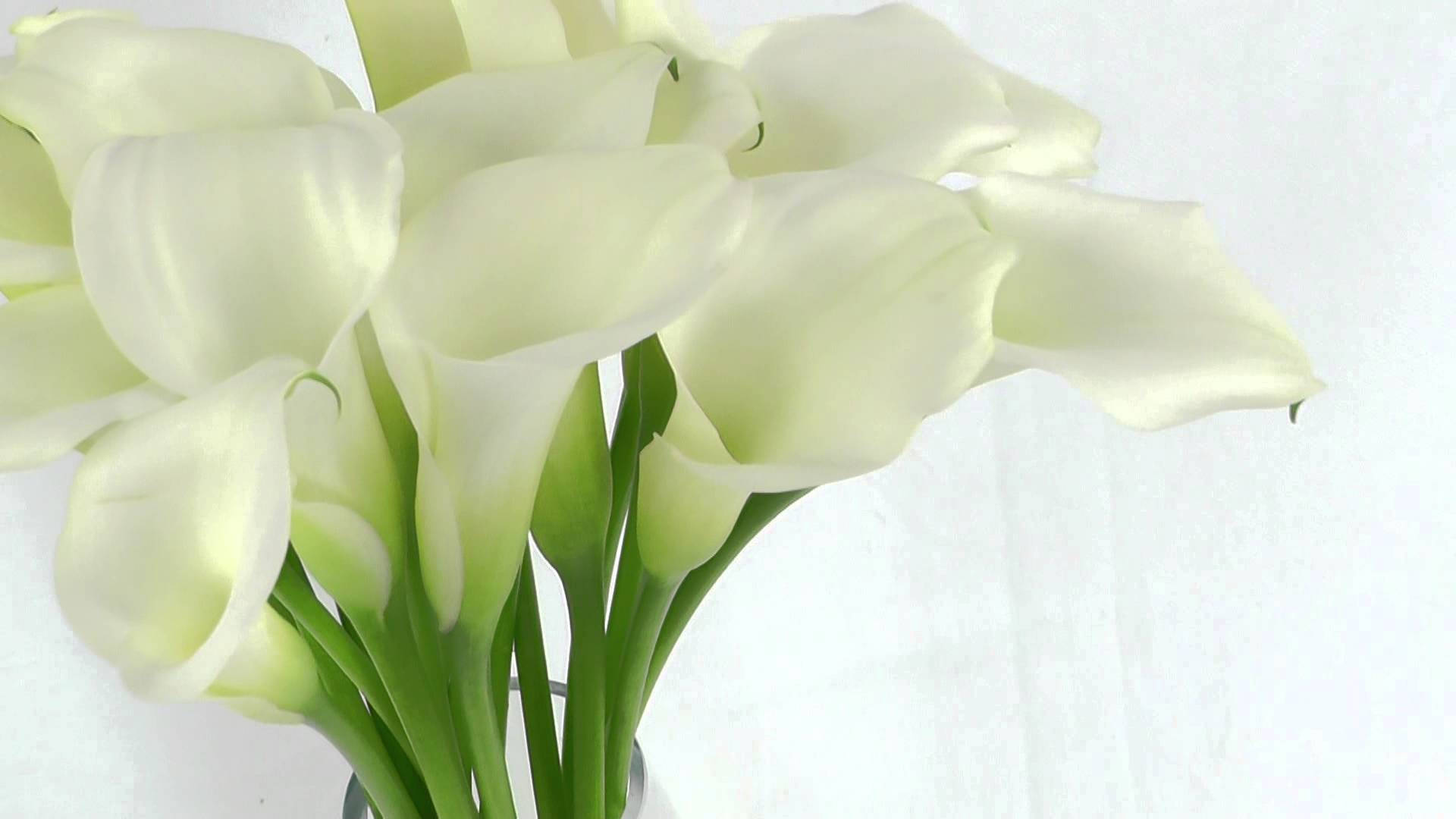 lily 桌布 壁紙 — 奶油白色馬蹄蓮與綠色莖幹的特寫，背景為柔軟的白色紋理背景。