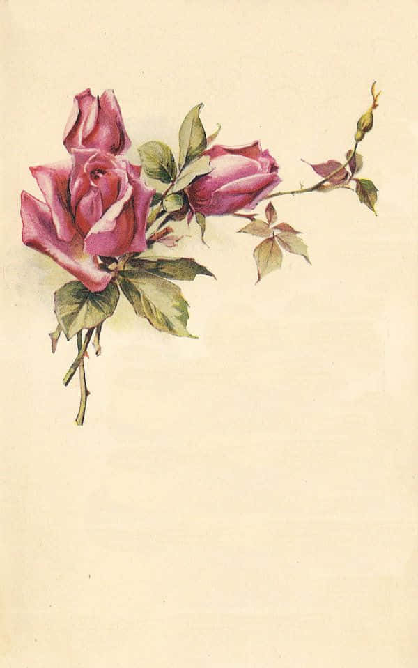 Vintage Rose 桌布 壁紙 — 奶油色背景上粉紅玫瑰和綠葉的精緻復古水彩插圖。
