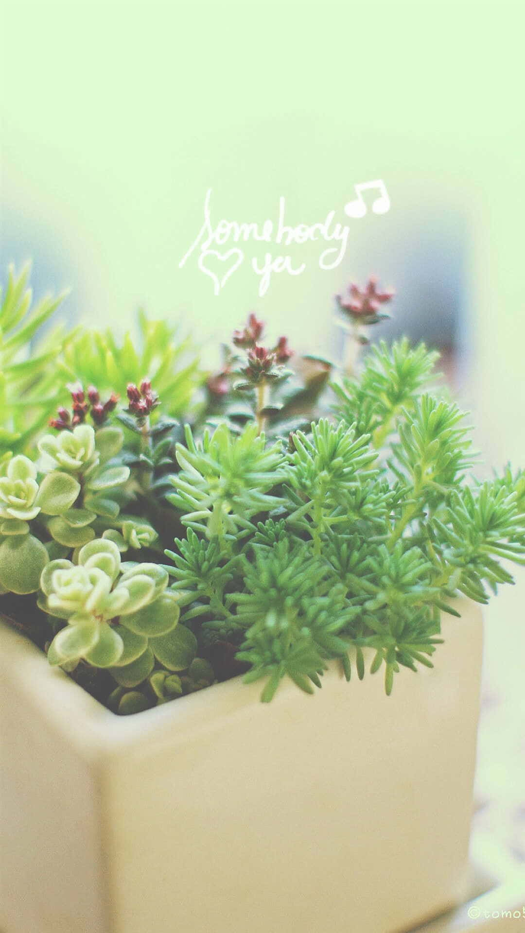 Plant 桌布 壁紙 — 奶油色花盆中茂盛綠色多肉植物的特寫，帶有柔和粉彩背景和手寫文字。