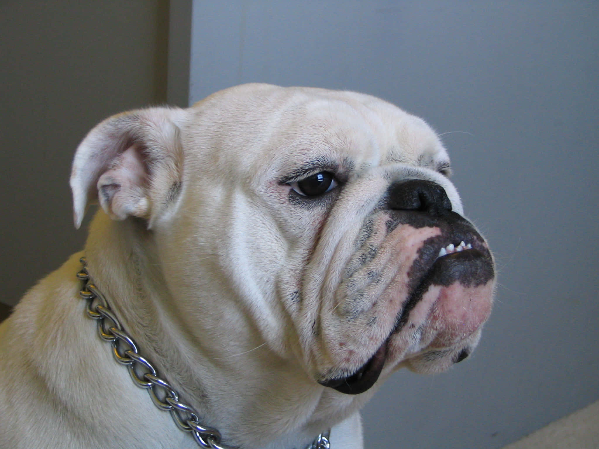 Bulldog 桌布 壁紙 — 奶油色英國鬥牛犬的特寫，戴著銀色鏈條項圈，側視著純灰色牆壁。