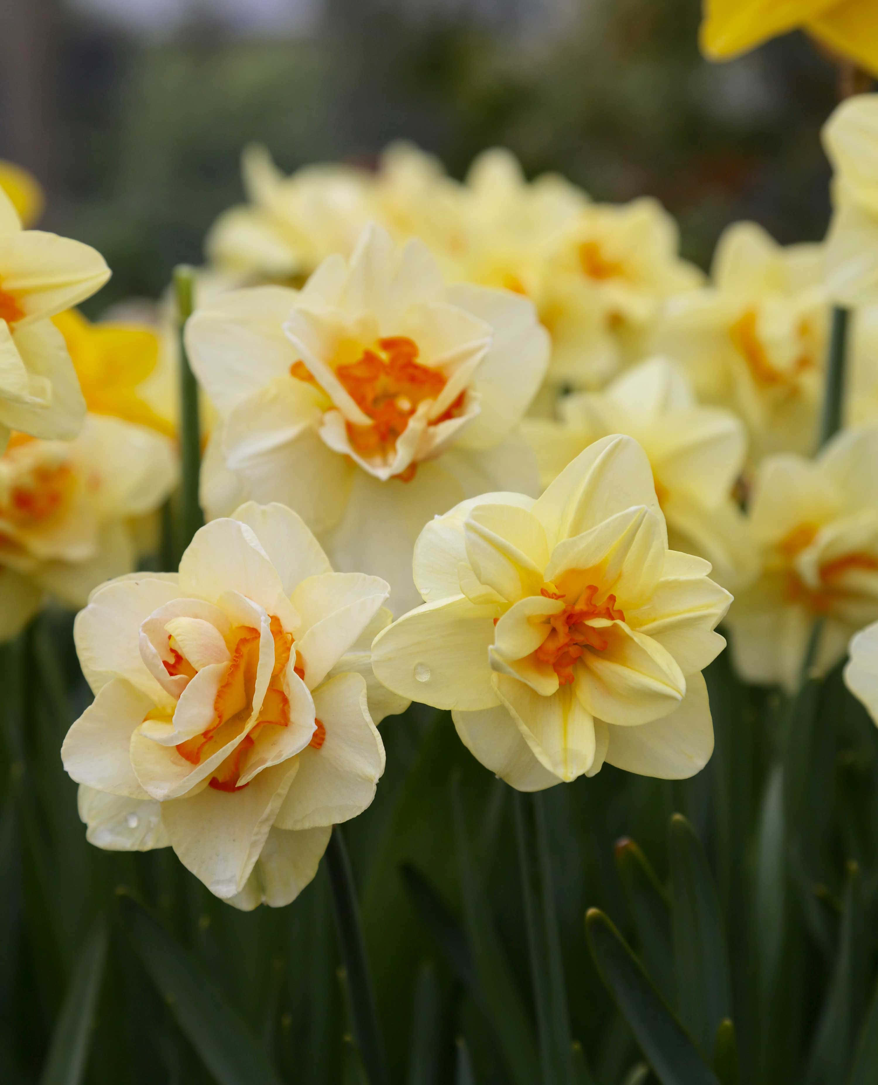 Daffodil 桌布 壁紙 — 奶油黃色水仙花的特寫，帶有橙色花心和花瓣上的露珠，背景是模糊的綠色樹葉。