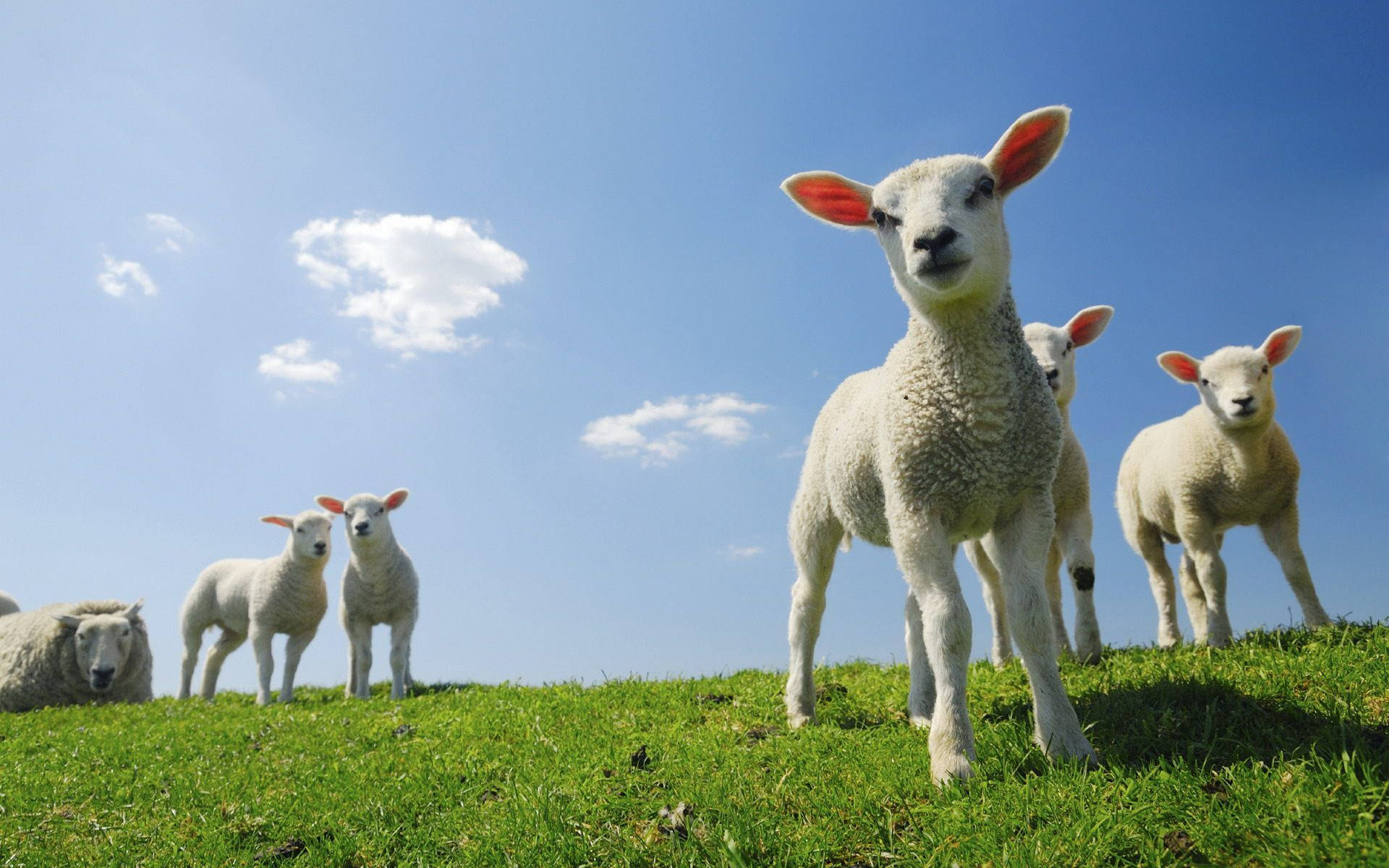 farm animals 桌布 壁紙 — 好奇的小羊站在陽光明媚的綠色山丘上，天空湛藍，白雲朵朵。