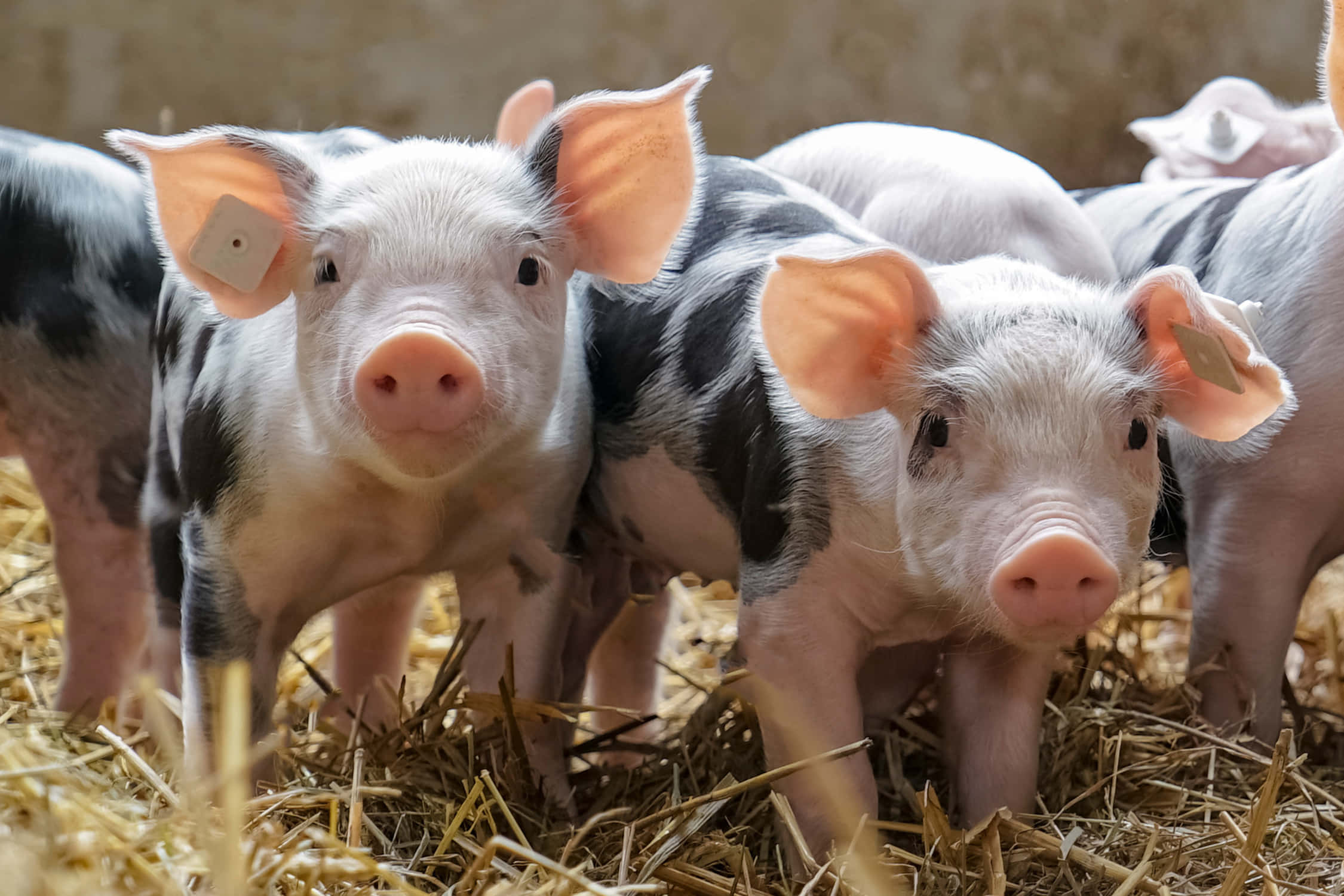 farm animals 桌布 壁紙 — 好奇的黑白小豬戴著耳標，站在穀倉的稻草上，直視鏡頭。