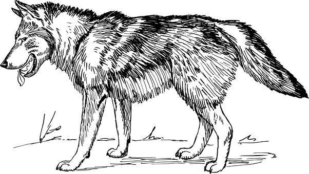 威嚴狼影 — 藝術 壁紙