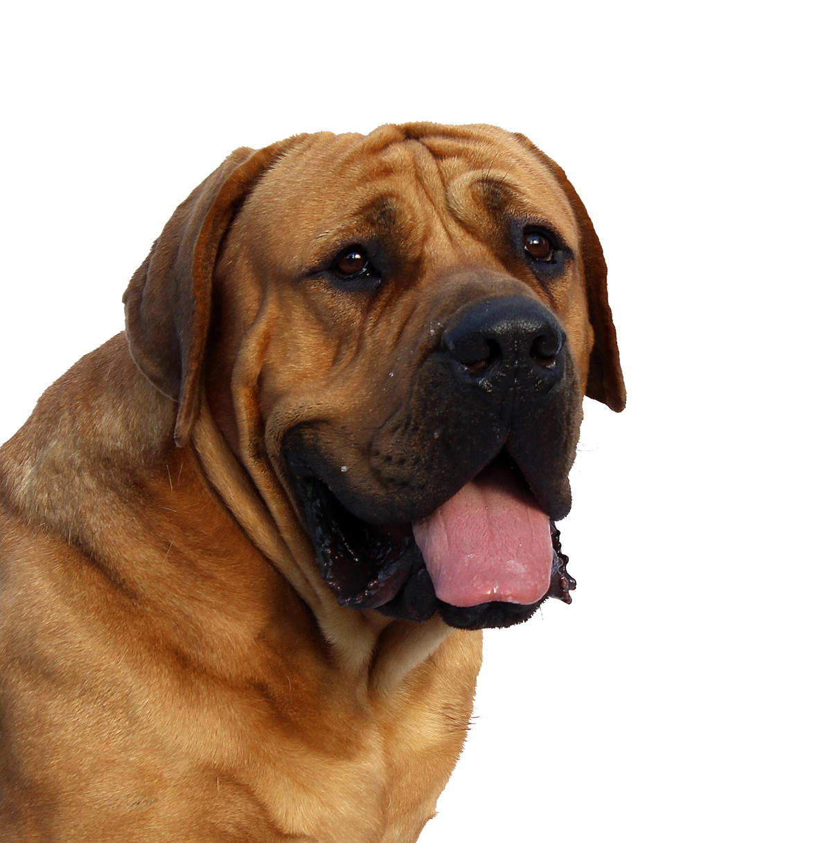 威猛獒犬肖像 壁紙