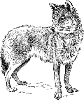 威猛黑狼肖像 壁紙