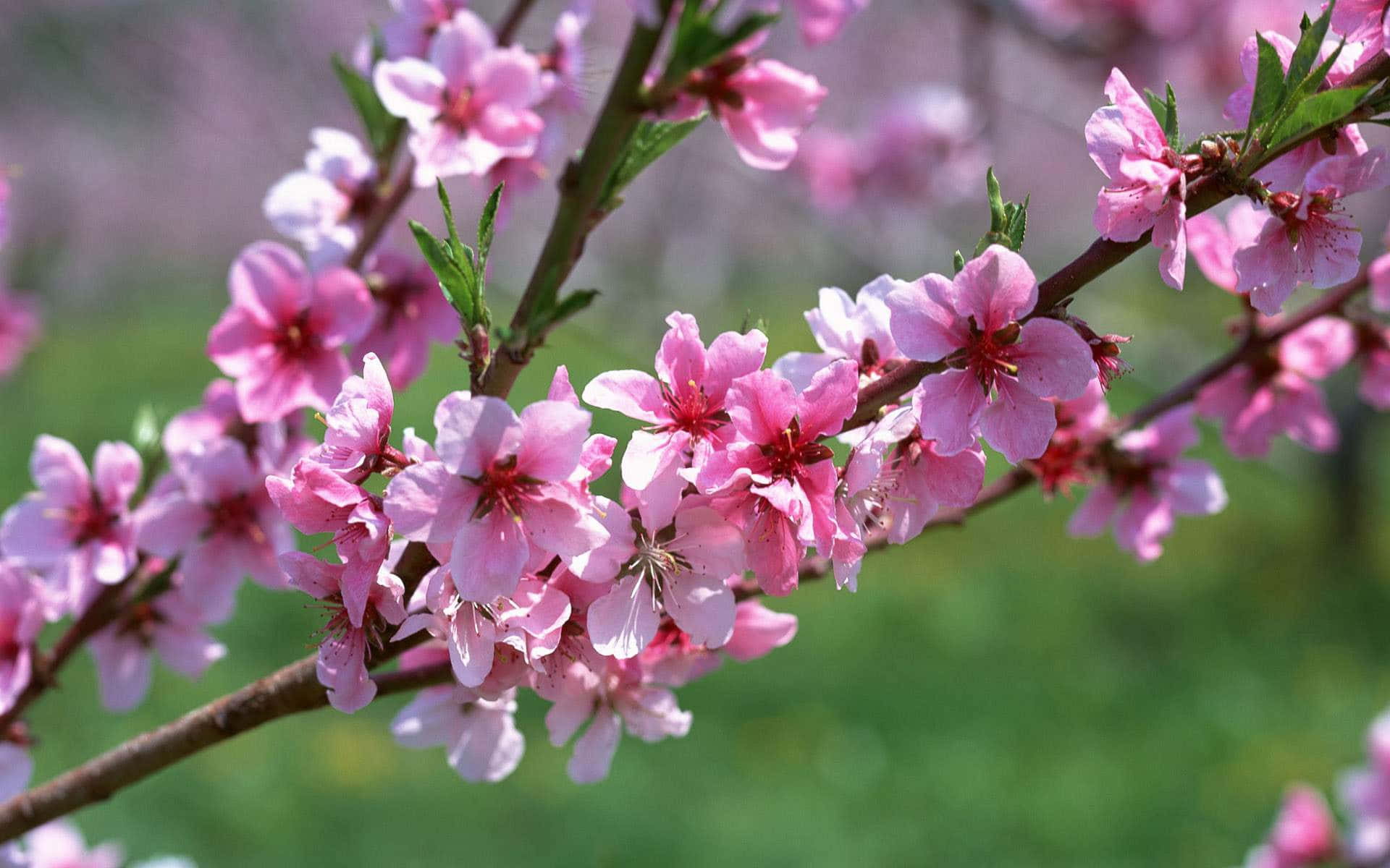 Pink Flowers 桌布 壁紙 — 嫩粉紅色桃花在帶有新鮮綠葉的樹枝上盛開的特寫，背景是柔和模糊的綠色。