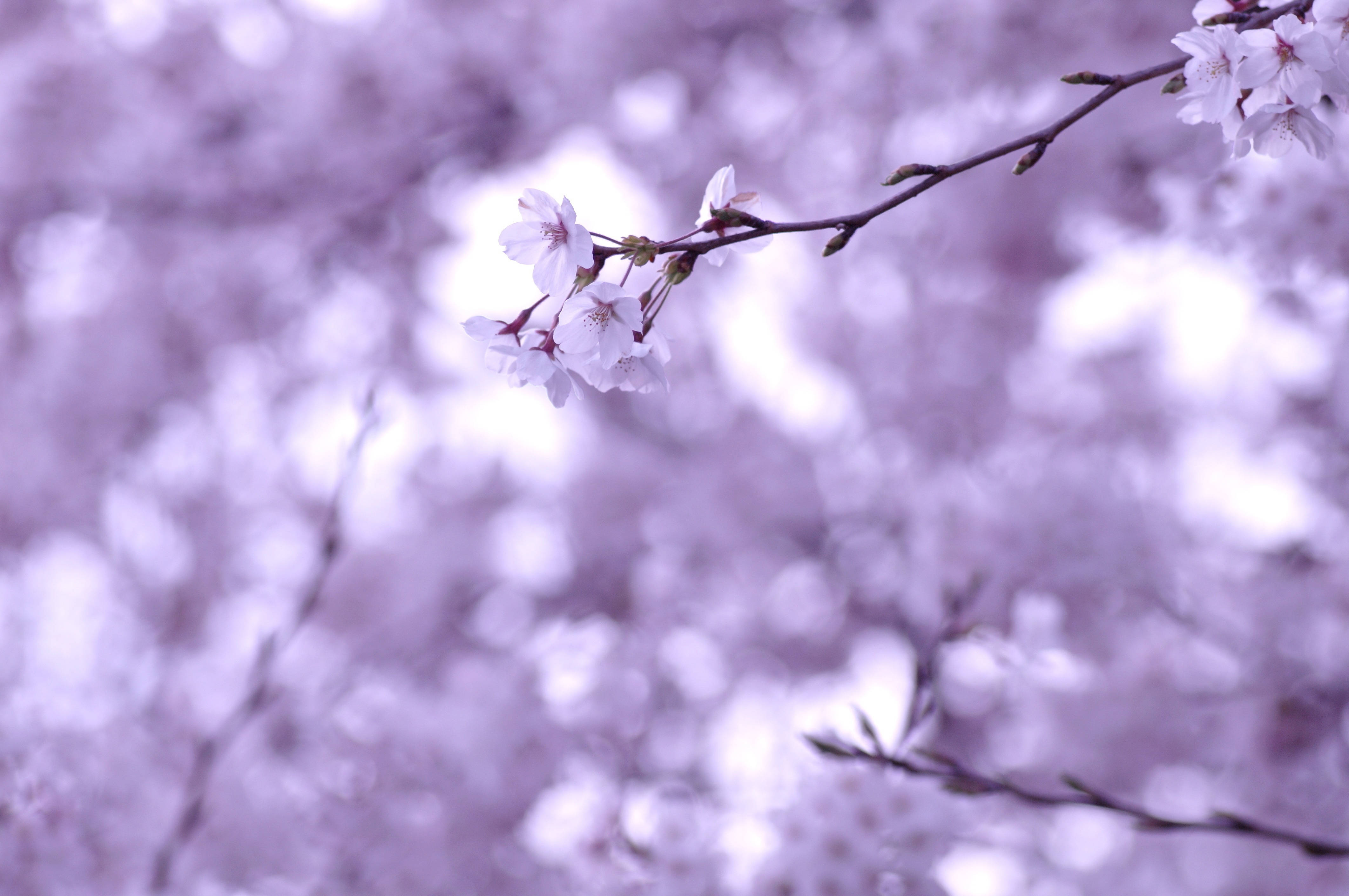 Sakura 桌布 壁紙 — 嬌嫩的櫻花在夢幻紫色散景背景的樹枝上柔和綻放。