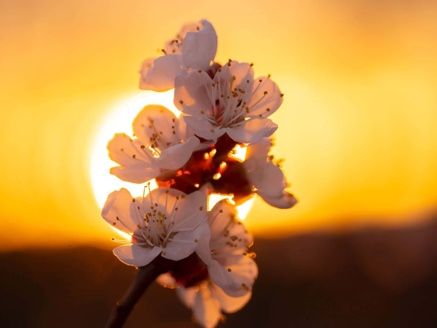 1440x1080 桌布 壁紙 — 嬌嫩的白櫻花在溫暖的金色夕陽餘暉中逆光，映襯著柔和模糊的地平線。