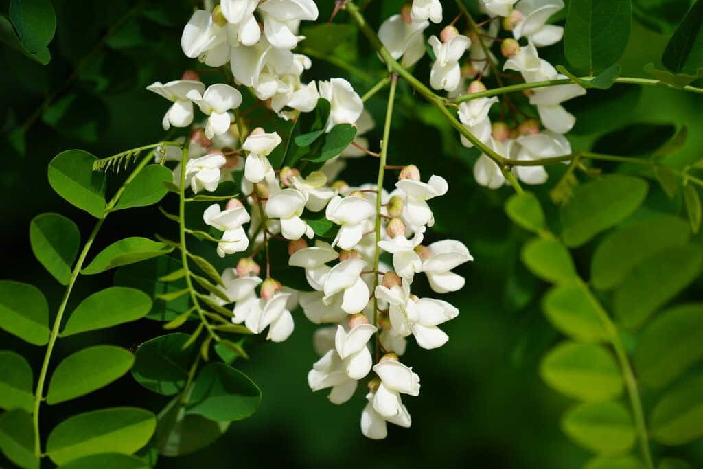 Black Locust 桌布 壁紙 — 嬌嫩的白色花朵在明亮的陽光下，在充滿活力的綠葉中簇擁綻放。
