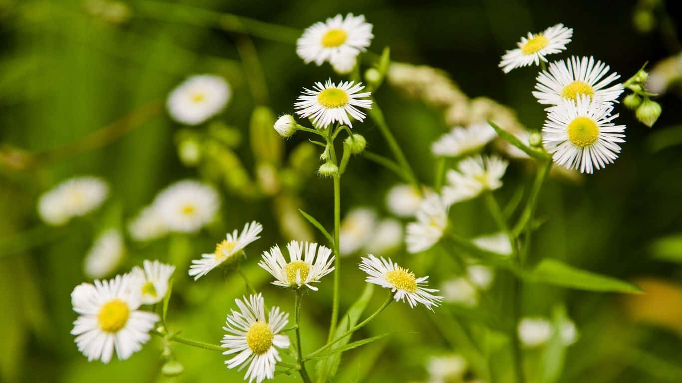 1366x768 Daisies 桌布 壁紙 — 嬌嫩的白色雛菊帶有黃色花心，在陽光明媚的草地上，在充滿活力的綠葉中盛開。