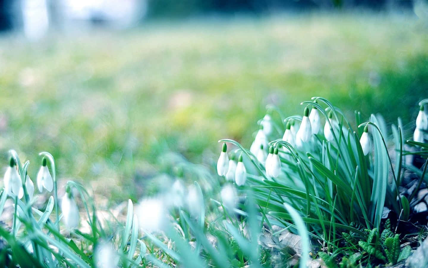 Winter Flowers 桌布 壁紙 — 嬌嫩的白色雪花蓮在柔焦的春日草地上，於充滿活力的綠草間綻放。