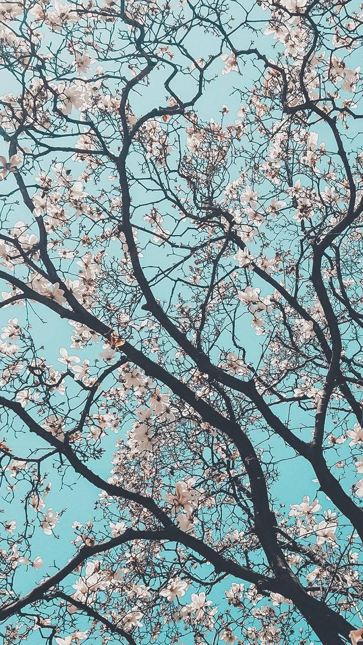 Preppy 桌布 壁紙 — 嬌嫩的白花在深色樹枝上盛開，映襯著充滿活力的藍綠色天空，呈現春日樹景。