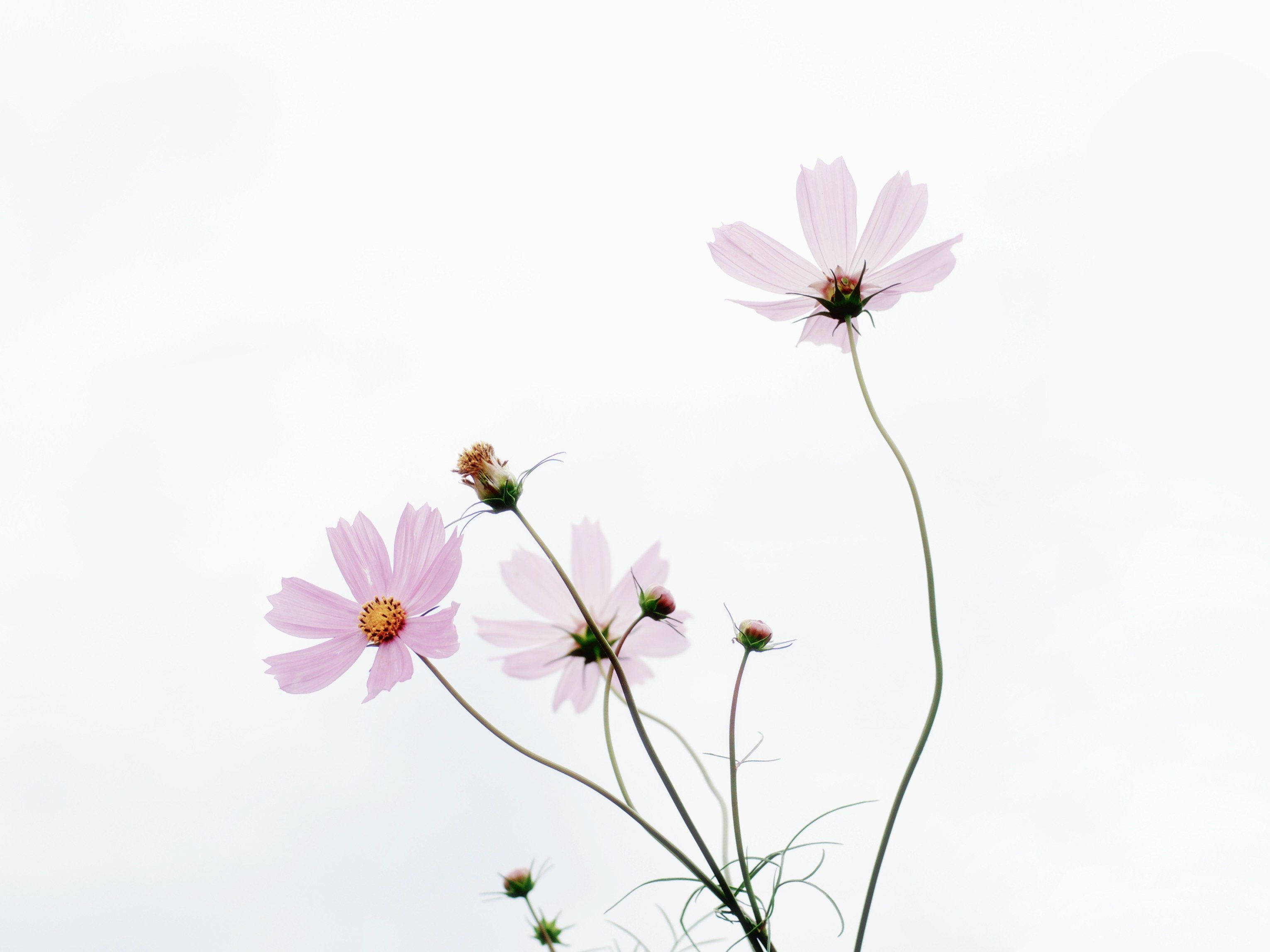 Minimalist Flower Computer 桌布 壁紙 — 嬌嫩的粉紅大波斯菊，纖細的花莖在明亮的白色背景上柔和綻放。