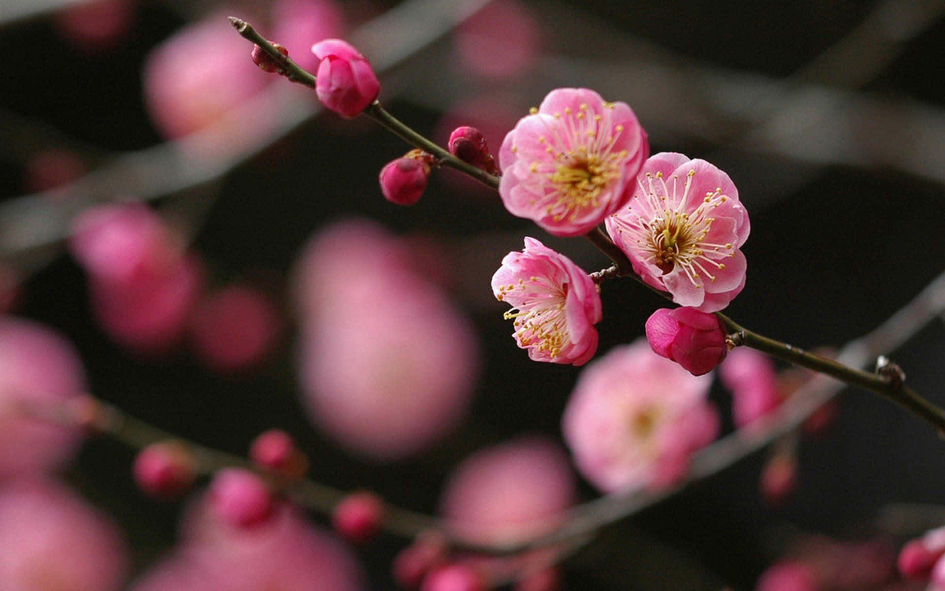 Pink Flowers 桌布 壁紙 — 嬌嫩的粉紅梅花在纖細的枝條上盛開，背景是深色模糊的。