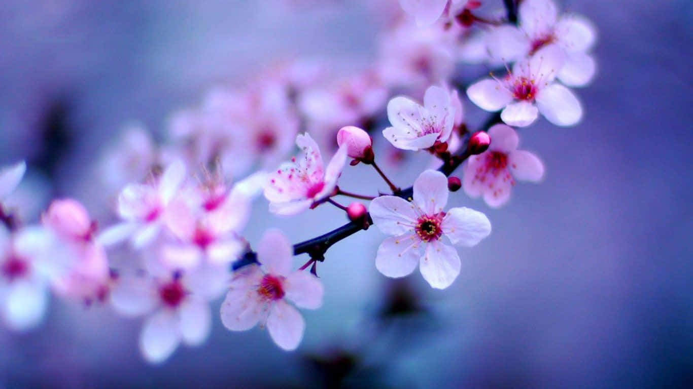 Simple Flower 桌布 壁紙 — 嬌嫩的粉紅櫻花在夢幻的紫藍色模糊背景的樹枝上輕輕綻放。