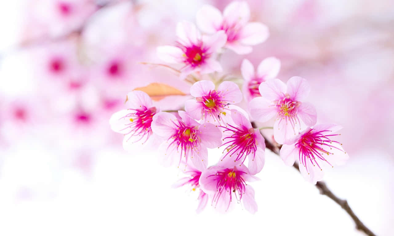 1280x768 Rose 桌布 壁紙 — 嬌嫩的粉紅櫻花在明亮的白色背景上柔和綻放，景深較淺。