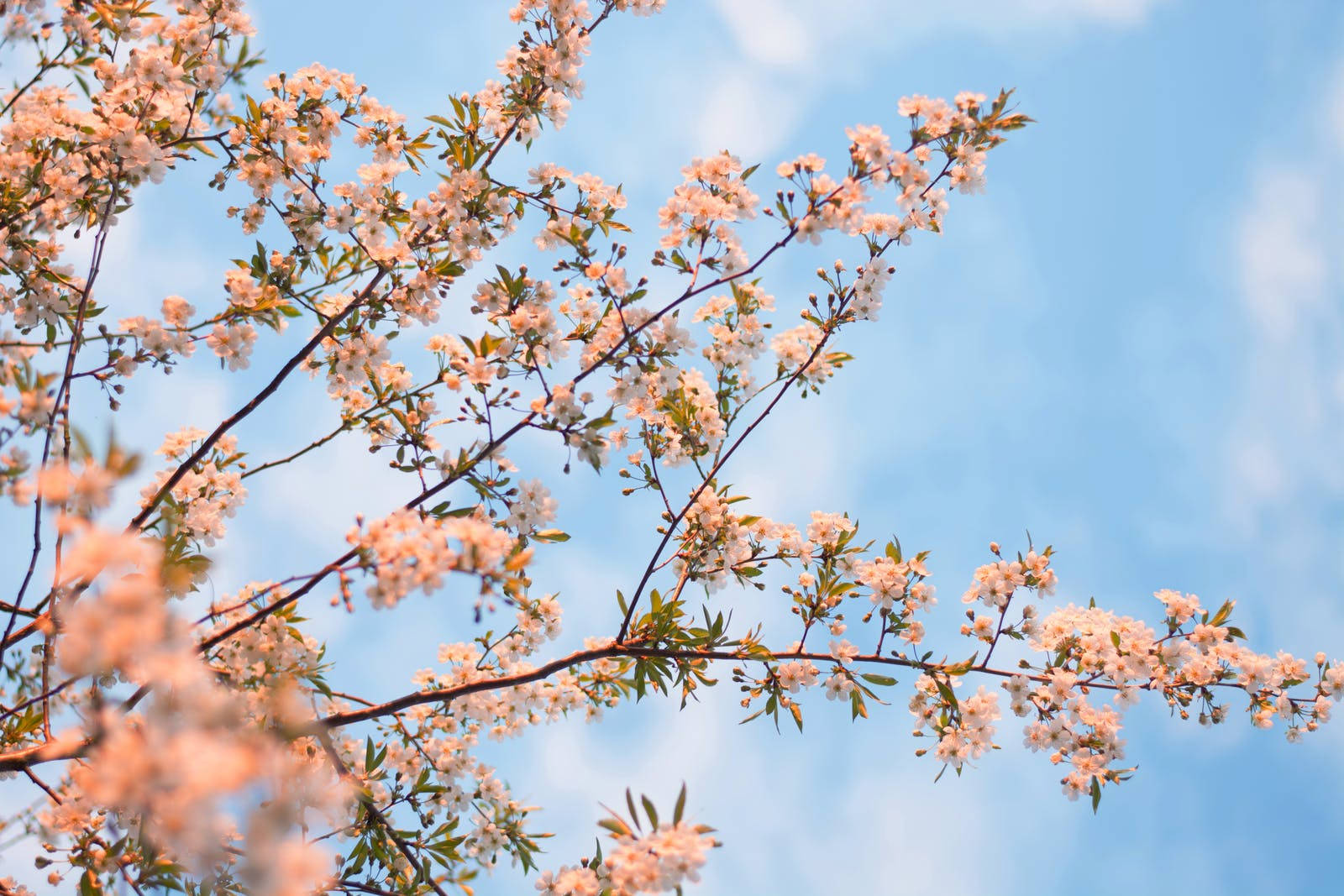 HD Spring 桌布 壁紙 — 嬌嫩的粉紅櫻花在枝頭盛開，映襯著柔和藍天與縷縷輕雲。