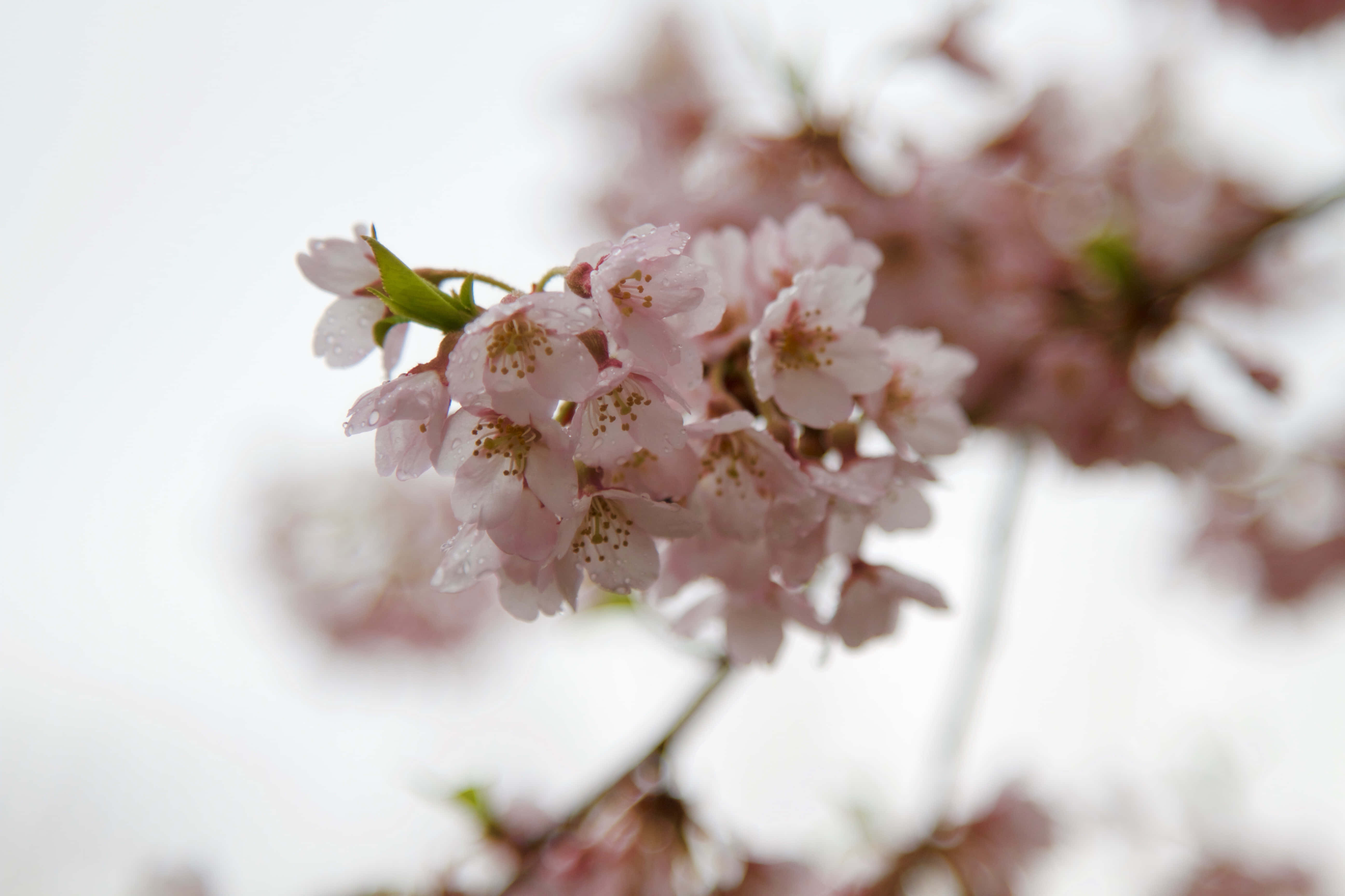 Sakura 桌布 壁紙 — 嬌嫩的粉紅櫻花在柔和的白天下閃爍著露珠，景深較淺。