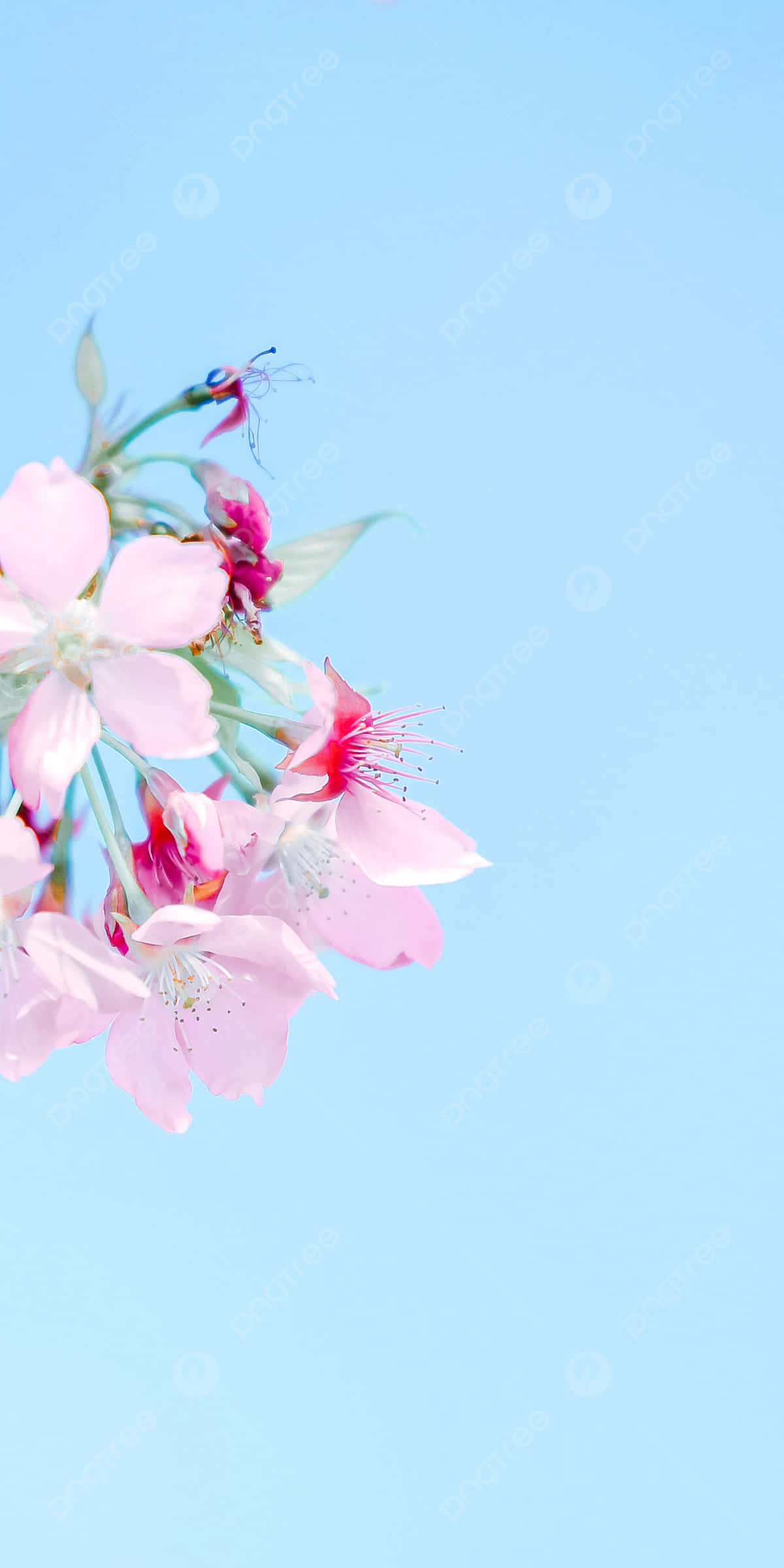 Blue iPhone Xr 桌布 壁紙 — 嬌嫩的粉紅櫻花在柔和的粉藍色天空下綻放，呈現極簡風格。