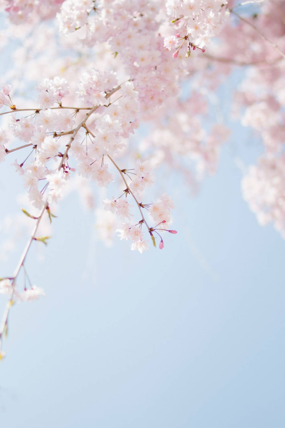 Aesthetic Spring 桌布 壁紙 — 嬌嫩的粉紅櫻花在柔和藍天的襯托下優雅地垂掛，呈現寧靜的春日景象。