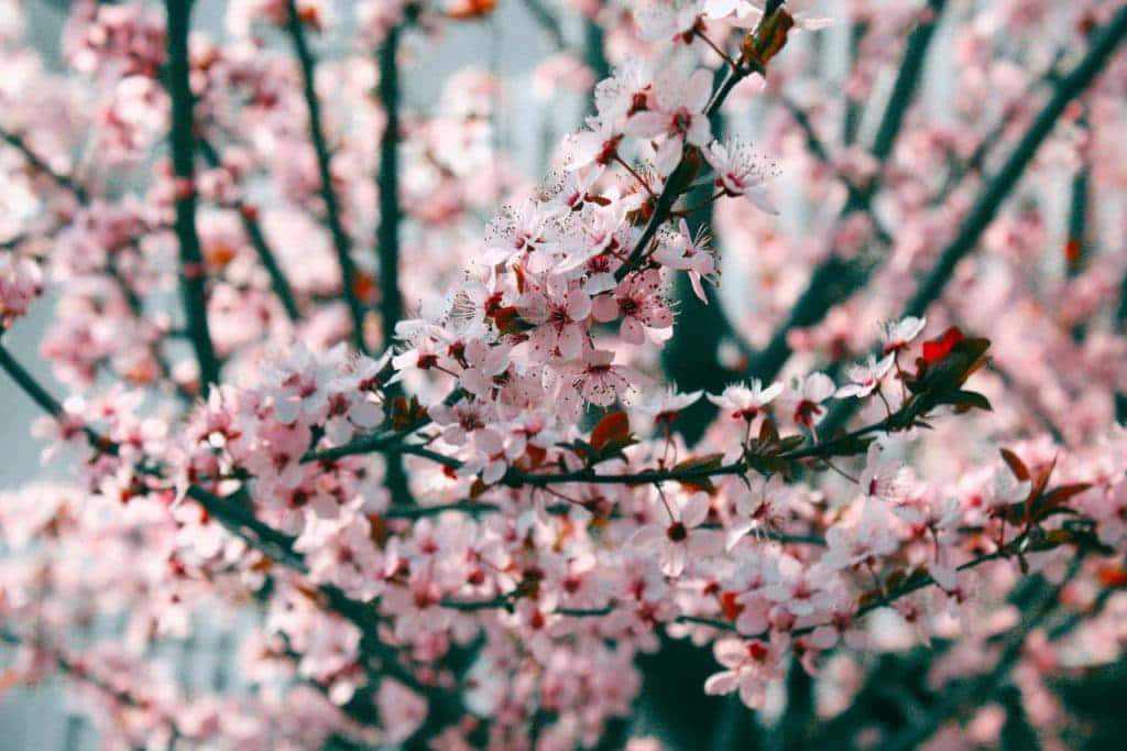 Pink Cherry Blossom 桌布 壁紙 — 嬌嫩的粉紅櫻花在深色樹枝上密集綻放，背景柔和模糊。