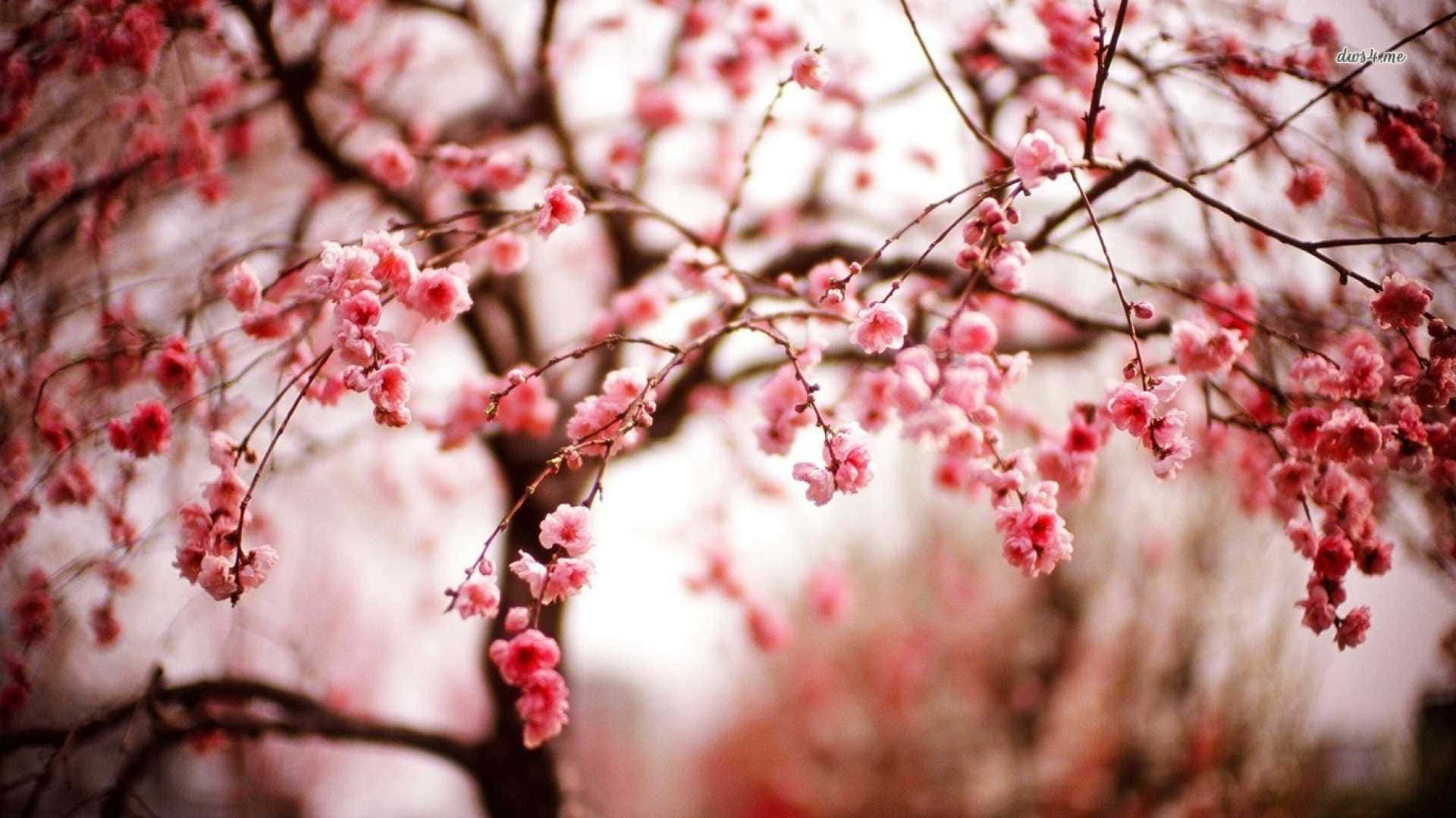 Winter Flowers 桌布 壁紙 — 嬌嫩的粉紅櫻花在深色樹枝上密集綻放，背景柔和模糊。