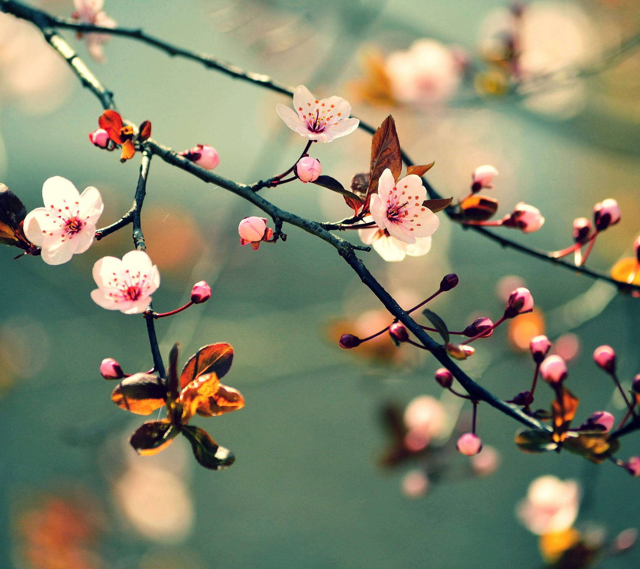 Sakura 桌布 壁紙 — 嬌嫩的粉紅櫻花在深色樹枝上盛開，背景是柔和模糊的綠色。