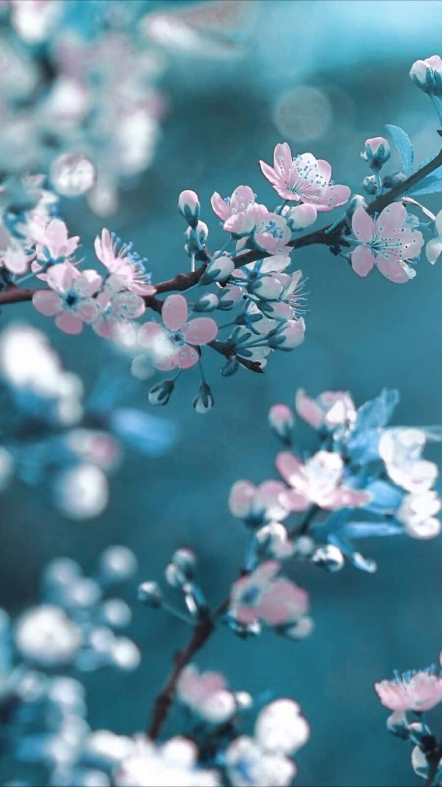 Spring Bloom 桌布 壁紙 — 嬌嫩的粉紅櫻花在深色樹枝上盛開，背景是柔和的青綠色散景。